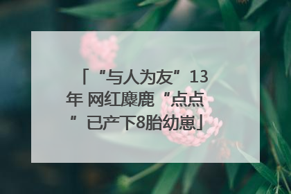 “与人为友”13年 网红麋鹿“点点”已产下8胎幼崽