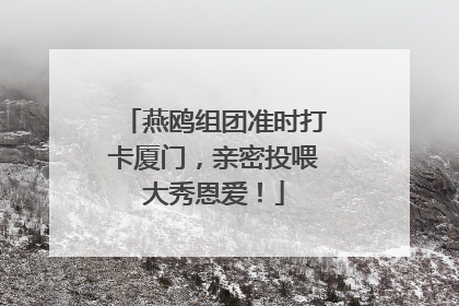 燕鸥组团准时打卡厦门，亲密投喂大秀恩爱！