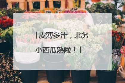 皮薄多汁，北务小西瓜熟啦！