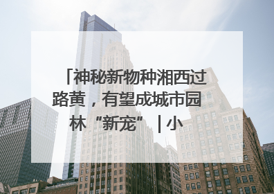 神秘新物种湘西过路黄，有望成城市园林“新宠” | 小叶子游园记