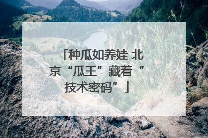 种瓜如养娃 北京“瓜王”藏着“技术密码”