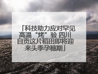 科技助力应对罕见高温“烤”验 四川自贡这片稻田即将迎来头季孕穗期