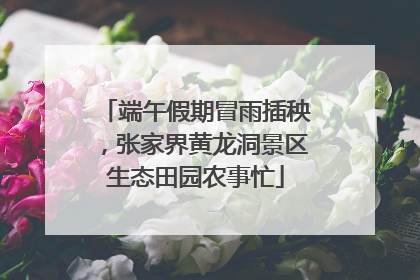 端午假期冒雨插秧，张家界黄龙洞景区生态田园农事忙