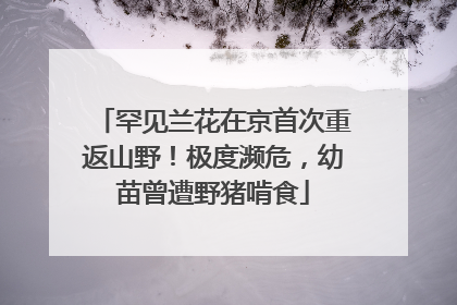 罕见兰花在京首次重返山野！极度濒危，幼苗曾遭野猪啃食