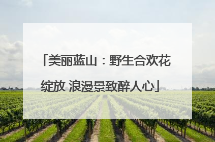 美丽蓝山：野生合欢花绽放 浪漫景致醉人心