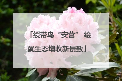 绶带鸟“安营” 绘就生态增收新景致