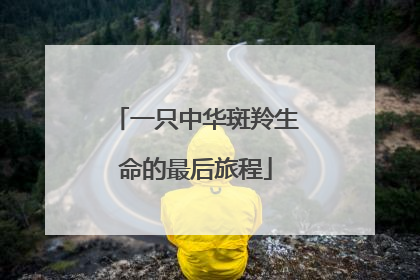 一只中华斑羚生命的最后旅程