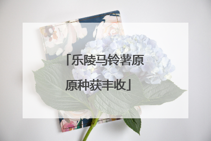 乐陵马铃薯原原种获丰收