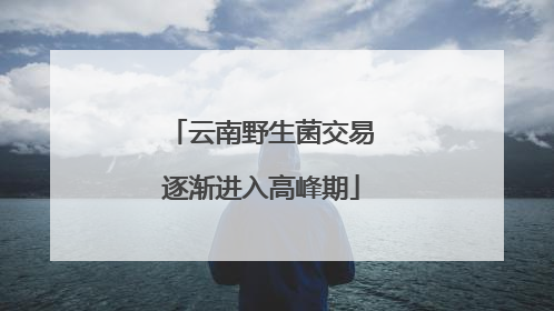 云南野生菌交易逐渐进入高峰期