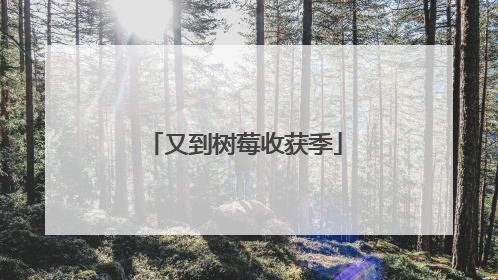 又到树莓收获季