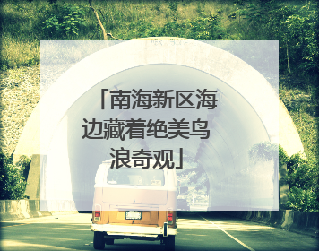 南海新区海边藏着绝美鸟浪奇观