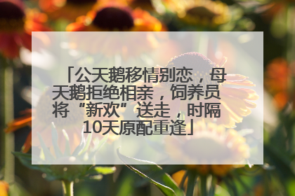 公天鹅移情别恋，母天鹅拒绝相亲，饲养员将“新欢”送走，时隔10天原配重逢