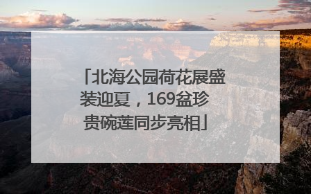 北海公园荷花展盛装迎夏，169盆珍贵碗莲同步亮相