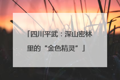 四川平武：深山密林里的“金色精灵”
