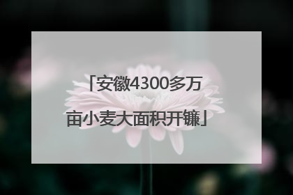 安徽4300多万亩小麦大面积开镰