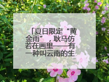 夏日限定“黄金雨”，耿马仿若在画里——有一种叫云南的生活之365天