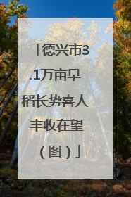 德兴市3.1万亩早稻长势喜人 丰收在望（图）