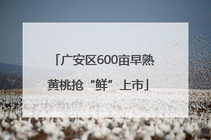 广安区600亩早熟黄桃抢“鲜”上市