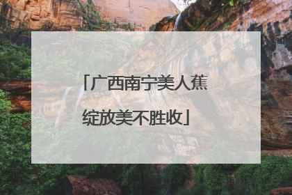 广西南宁美人蕉绽放美不胜收