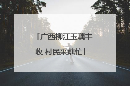广西柳江玉藕丰收 村民采藕忙