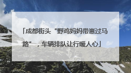 成都街头“野鸡妈妈带崽过马路”，车辆排队让行暖人心
