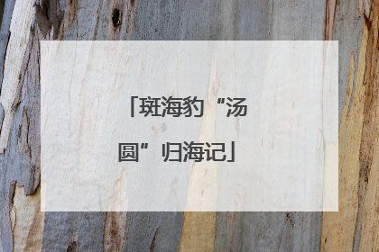 斑海豹“汤圆”归海记