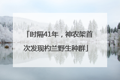 时隔41年，神农架首次发现杓兰野生种群
