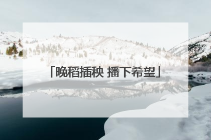 晚稻插秧 播下希望