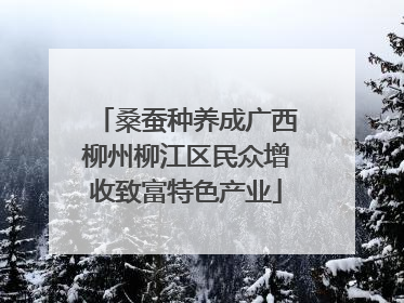 桑蚕种养成广西柳州柳江区民众增收致富特色产业