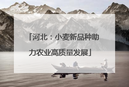 河北：小麦新品种助力农业高质量发展
