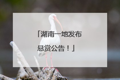 湖南一地发布悬赏公告！
