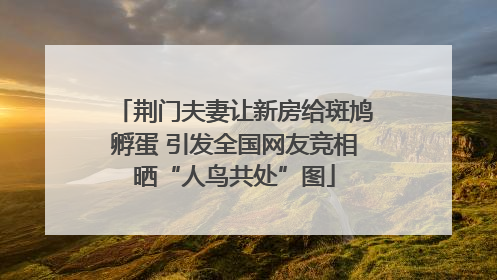 荆门夫妻让新房给斑鸠孵蛋 引发全国网友竞相晒“人鸟共处”图