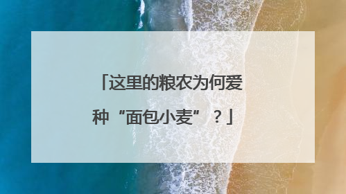 这里的粮农为何爱种“面包小麦”？