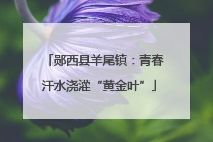 郧西县羊尾镇：青春汗水浇灌“黄金叶”