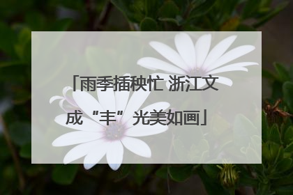雨季插秧忙 浙江文成“丰”光美如画