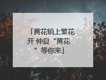黄花镇上繁花开 仲夏“黄花”等你来