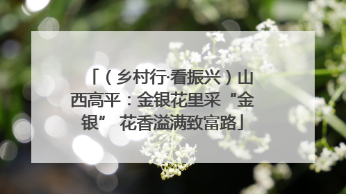 （乡村行·看振兴）山西高平：金银花里采“金银” 花香溢满致富路